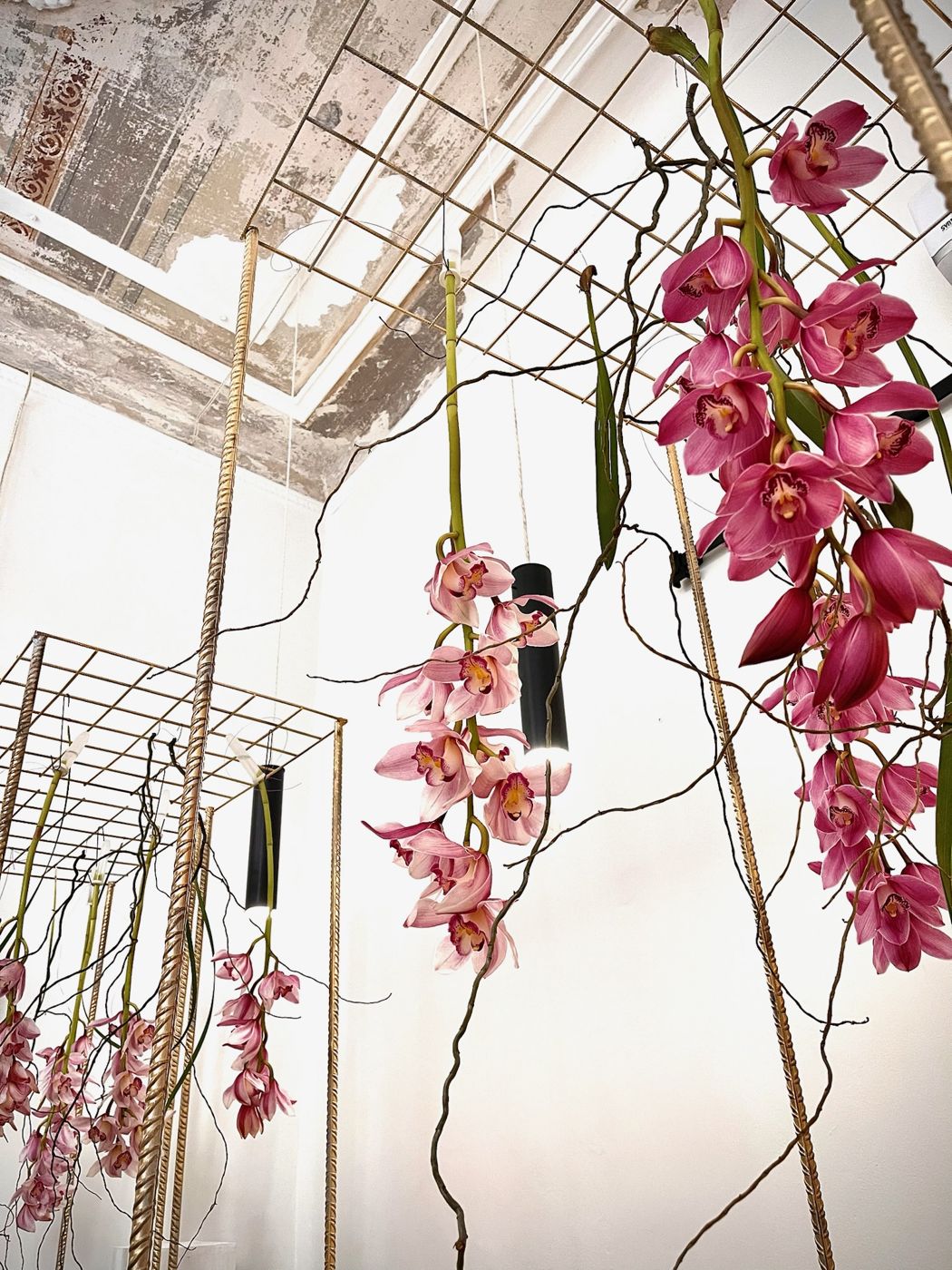 Orchidee cymbidium sospese a cascata su griglie metalliche